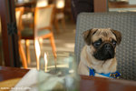 DSC_9774-deedee