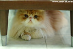 DSC_1108-a