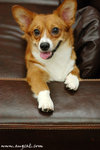 DSC_1631-lily
