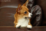 DSC_1635-lily