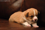 DSC_1655-lily