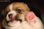 ���Ƹ�j�asay hi ^__^