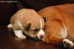 DSC_1673-lily