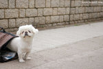 DSC_1947-white