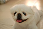 DSC_1971-white