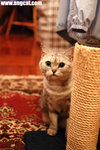 DSC_3767-aa