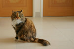 Fei Fei�ˤl�u���ܼнo�O ^__^
