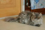 IMG_7296_a