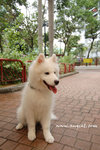 ���Ǧ輯���Q�٬�Smiling Dog�A�A�ݨe�`�`�����b��A�L�����A�ݨ��e�K�}�� ^_^