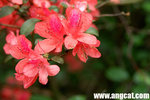 DSC_9913-a