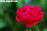 DSC_9946-a