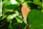 DSC_9950-a