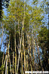 DSC_0474-pok-aa