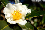 DSC_0483-pok-aa