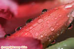 flower_w_drop_copy
