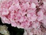 PICT2426