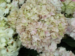 PICT2427