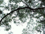 PICT2677a