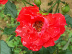 PICT2686s
