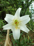 PICT2688a