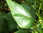 PICT2701a