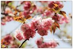 _MG_9825a