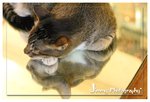 _MG_1236a
