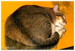 _MG_1245a