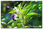 _MG_1099a