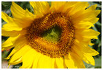 2009_flower_fest_04