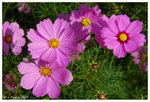 2009_flower_fest_05