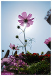 2009_flower_fest_07