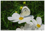 2009_flower_fest_09