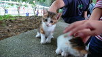 Little Kitten