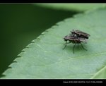 _MG_2392B