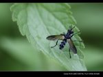 _MG_2399B