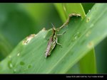 _MG_2427B