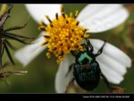 _MG_2441B