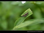 _MG_2570B