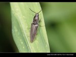 _MG_2629B