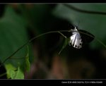 _MG_2614B