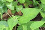 _MG_6411B