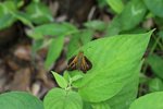 _MG_6414B
