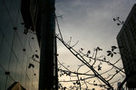 tree&shadow_06