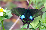 Papilio paris �ھ��A��