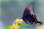 Papilio paris �ھ��A��