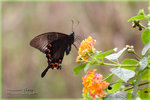 Papilio paris �ھ��A��