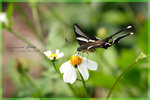 Lamproptera curius �P��