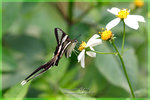 Lamproptera curius �P��