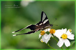 Lamproptera curius �P��
